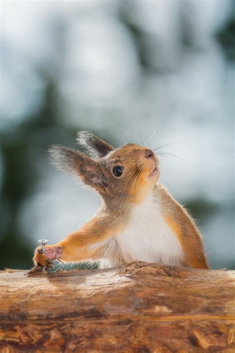 süße bilder|süße tierbilder kostenlos.